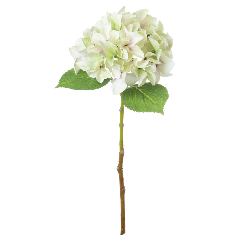 Shabby Green Single Hydrangea – alternate view 2