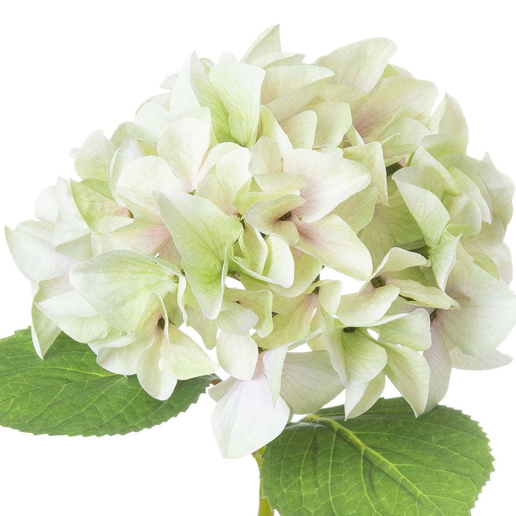 Shabby Green Single Hydrangea – alternate view 3
