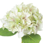 Shabby Green Single Hydrangea – alternate view 3