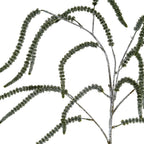 Festive Amaranthus