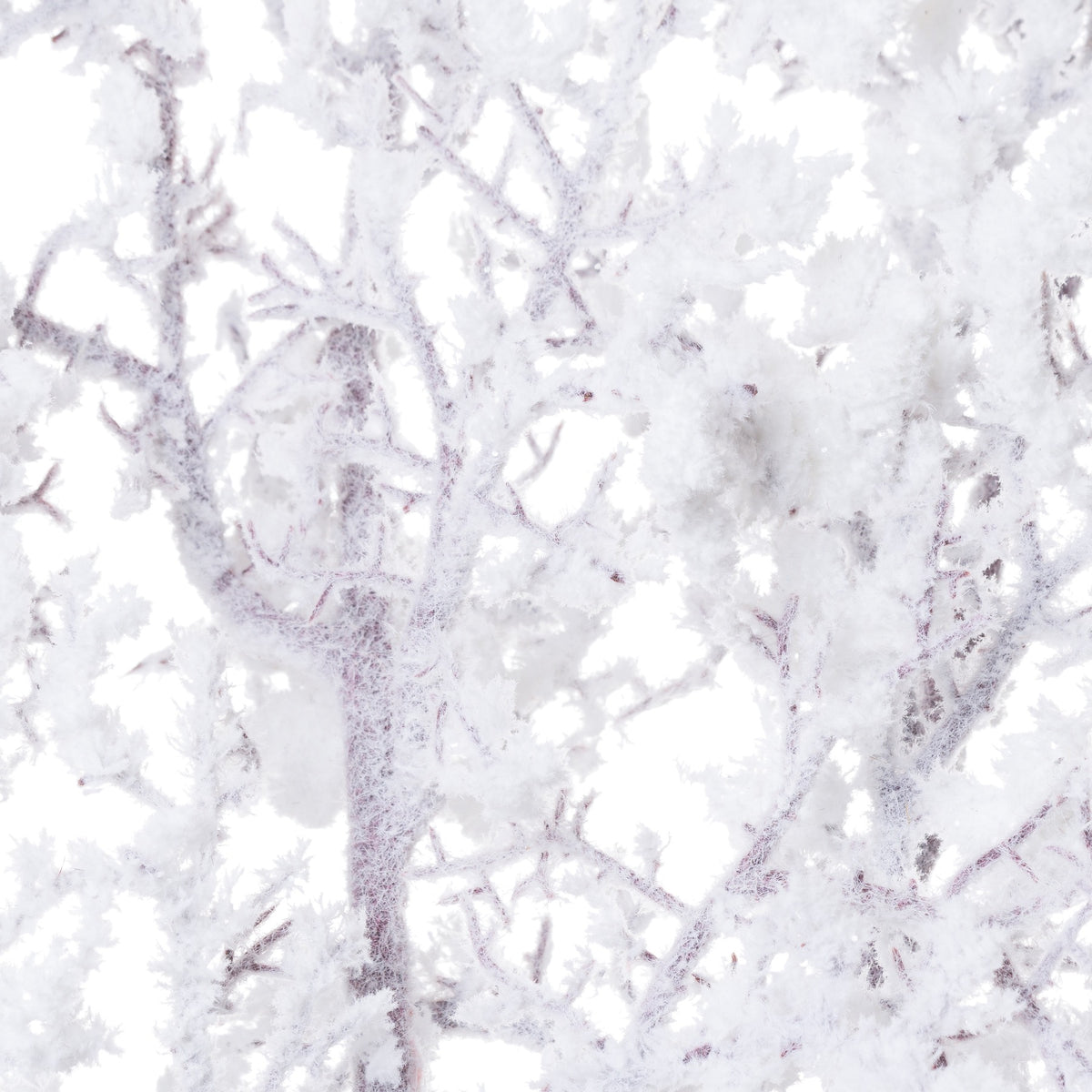 Snowy Branch – alternate view 4