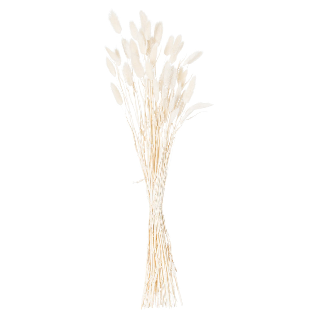 Dried White Bunny Tail Bunch Of 60 – alternate view 2