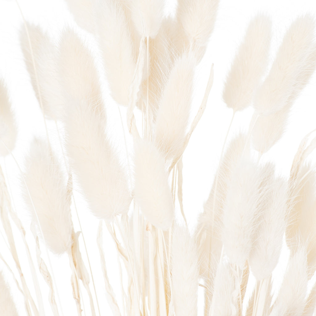 Dried White Bunny Tail Bunch Of 60 – alternate view 3