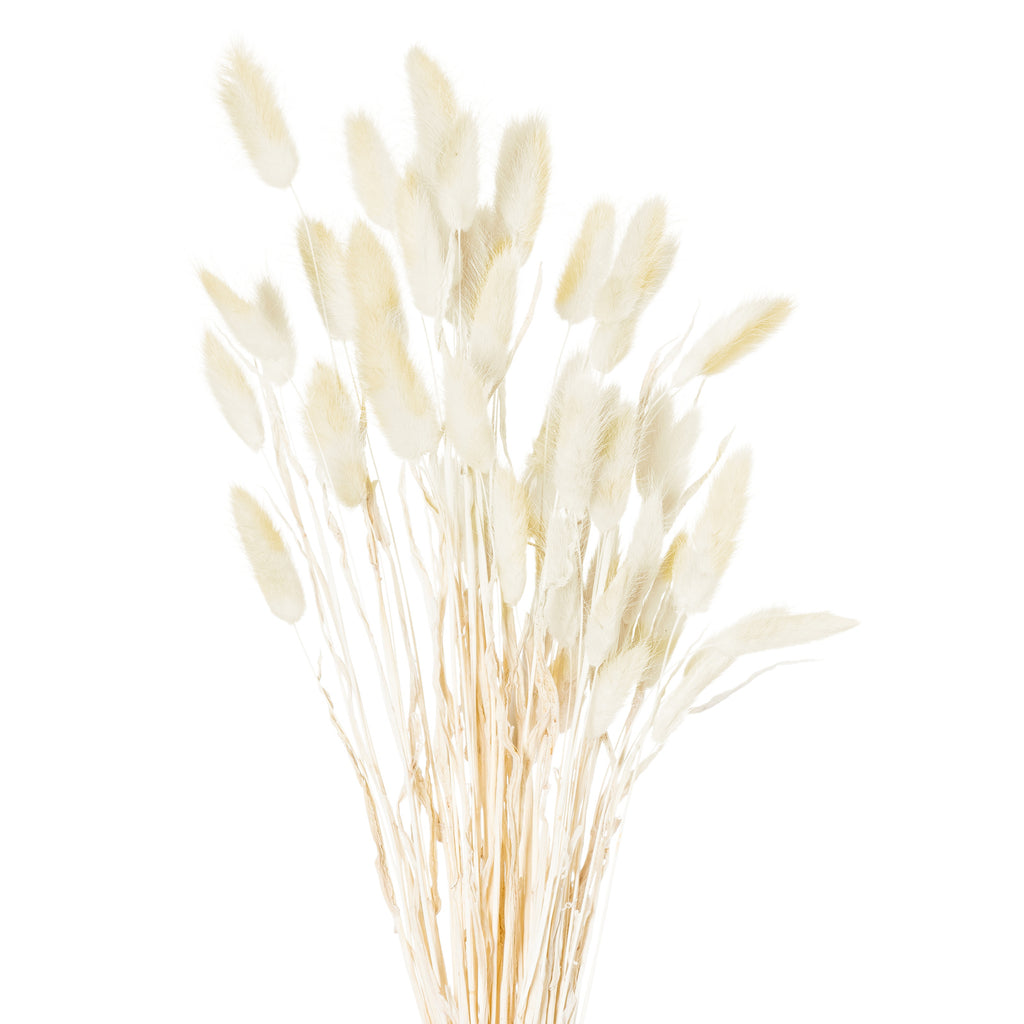 Dried Natural Bunny Tail Bunch Of 40 – alternate view 2