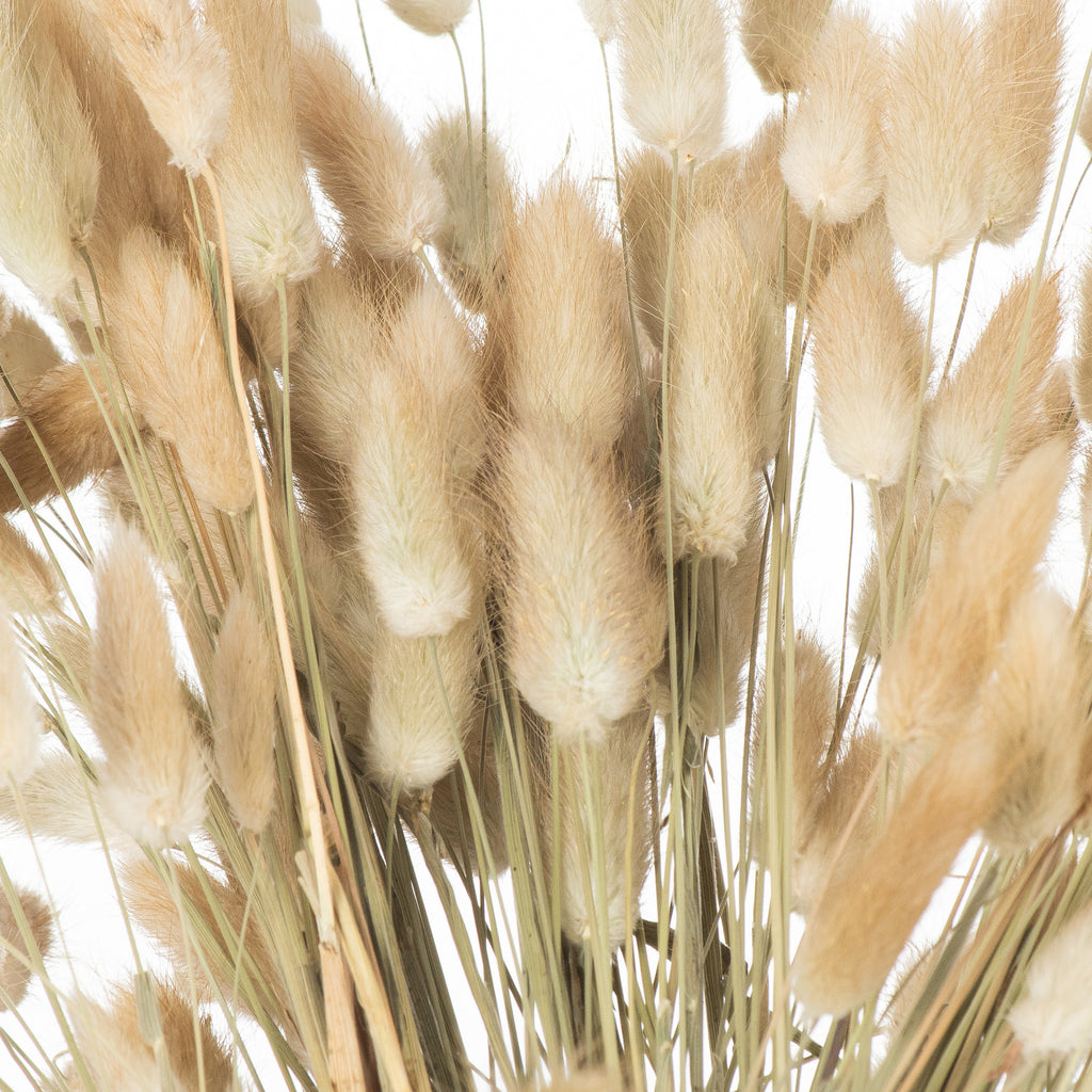 Dried Natural Bunny Tail Bunch Of 40 – alternate view 4