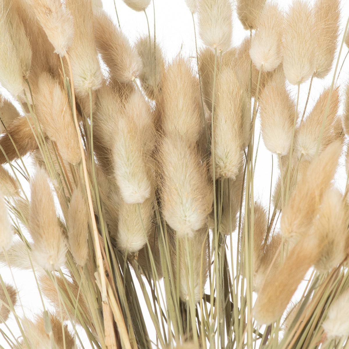 Dried Natural Bunny Tail Bunch Of 40 – alternate view 4