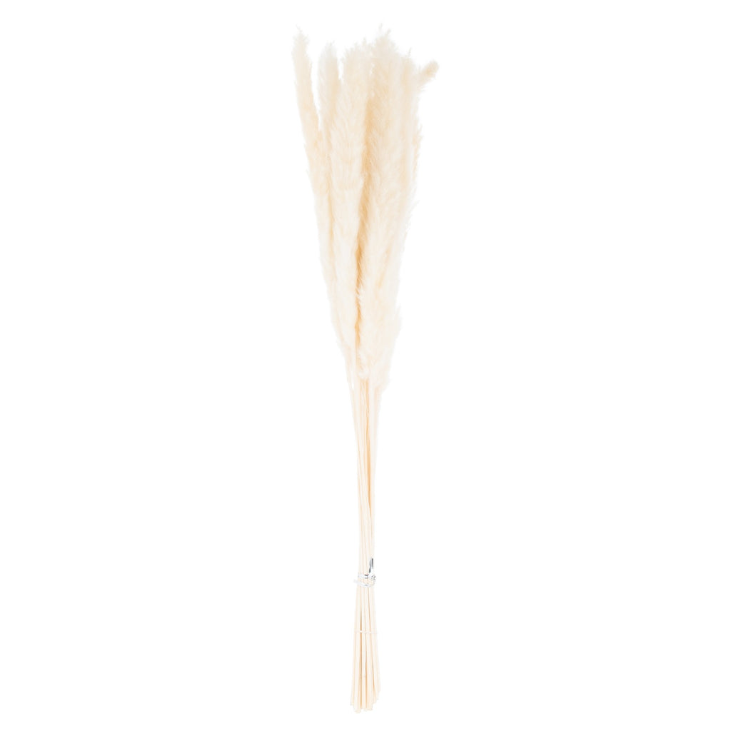 Mini White Pampas Grass Bunch Of 15 – alternate view 2