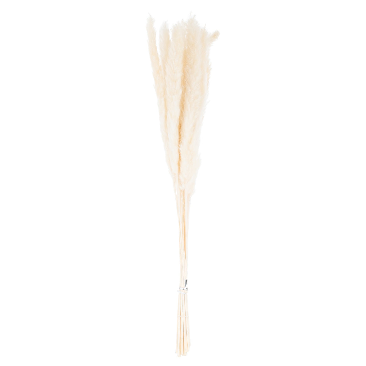 Mini White Pampas Grass Bunch Of 15 – alternate view 2