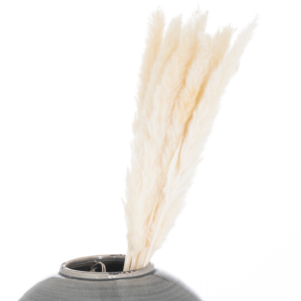 Mini White Pampas Grass Bunch Of 15 – alternate view 3