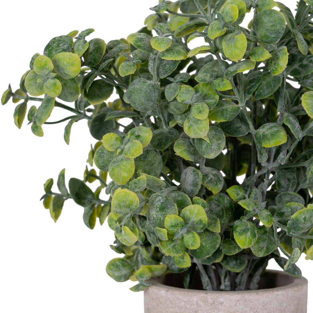 Eucalyptus Plant In Stone Effect Pot – alternate view 2