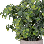 Eucalyptus Plant In Stone Effect Pot – alternate view 2