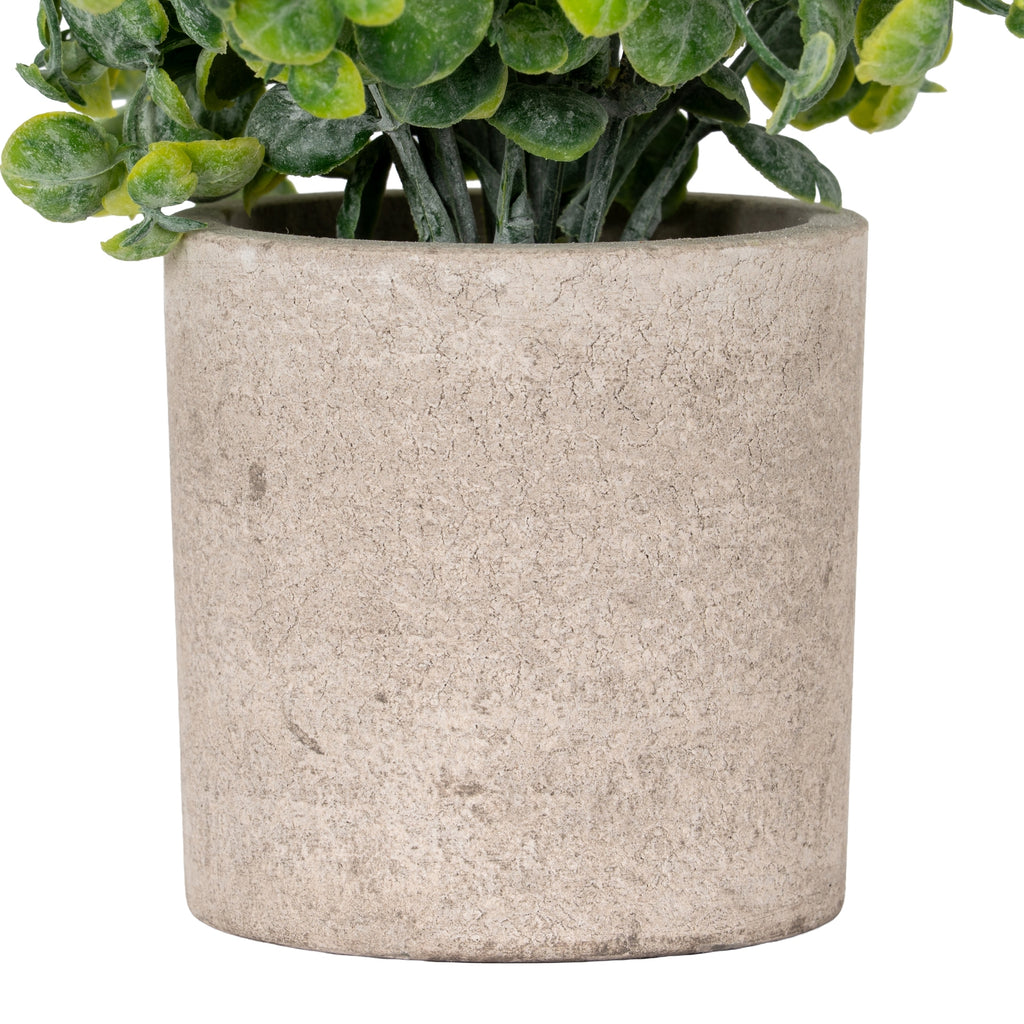 Eucalyptus Plant In Stone Effect Pot – alternate view 3