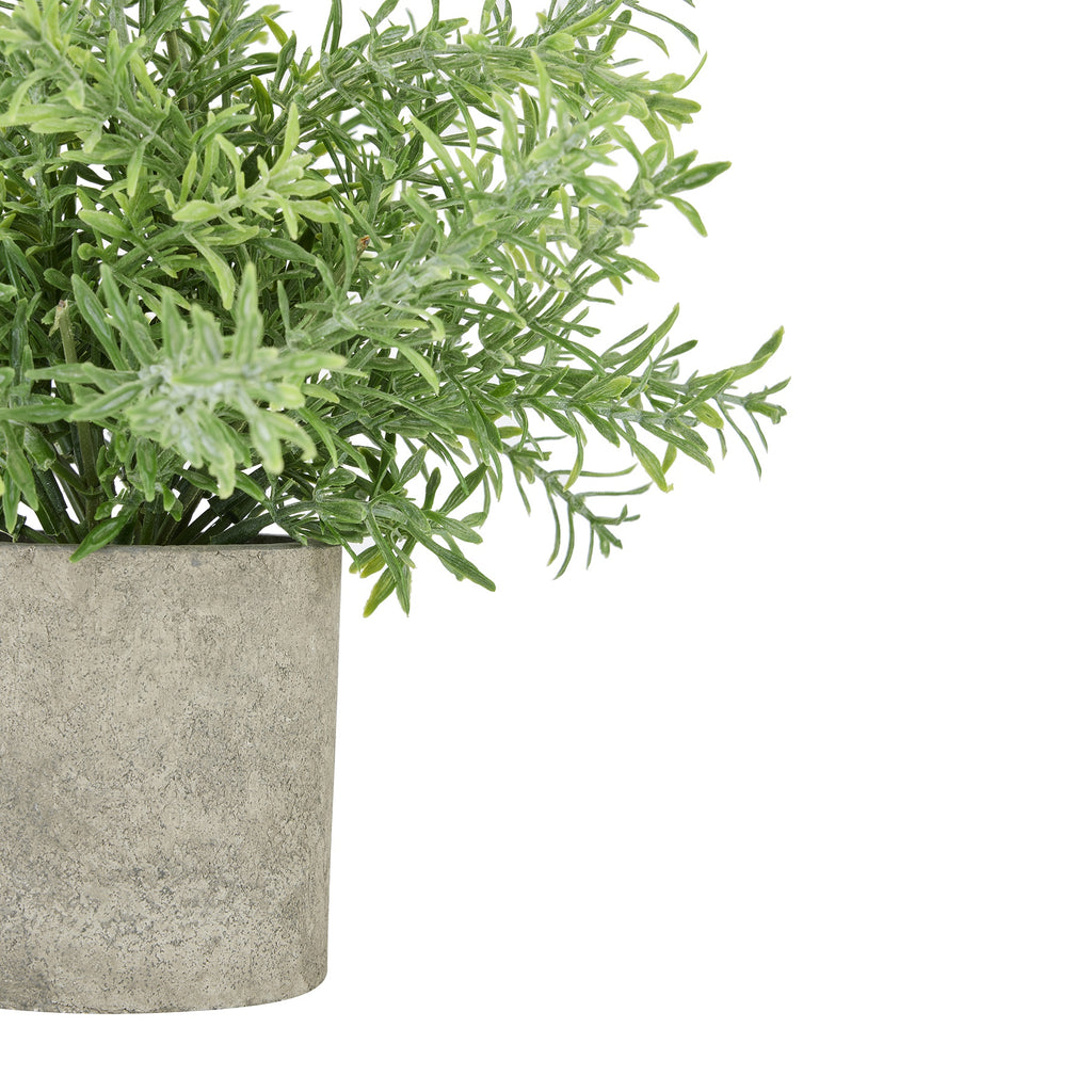 Rosemary Plant In Stone Effect Pot – alternate view 2