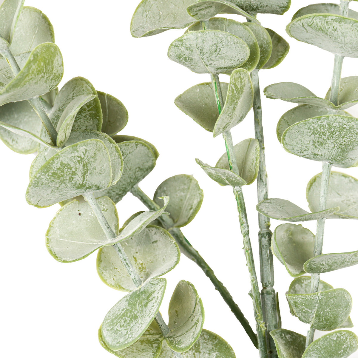 Gunnii Eucalyptus Spray – alternate view 2