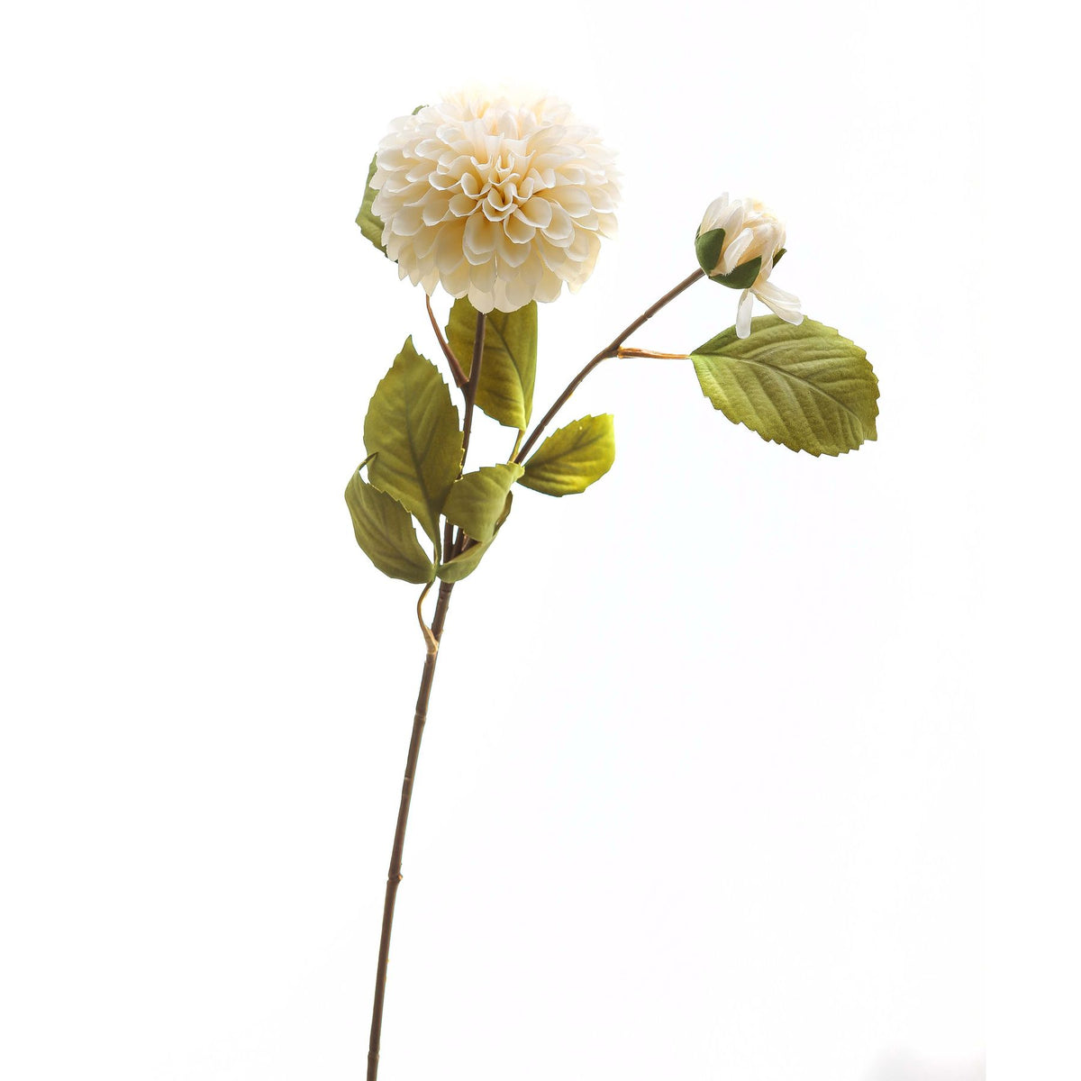 White Dahlia Stem – alternate view 2