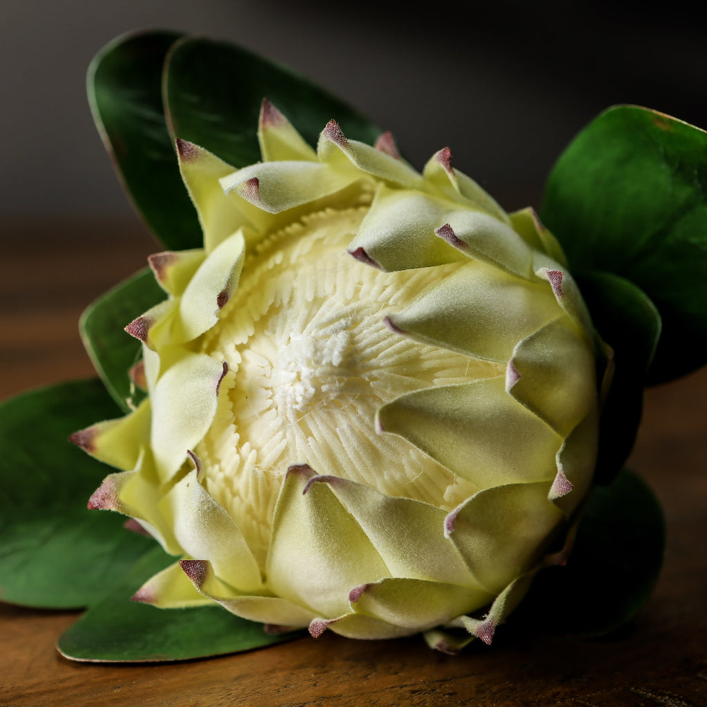 Large White Protea – alternate view 2