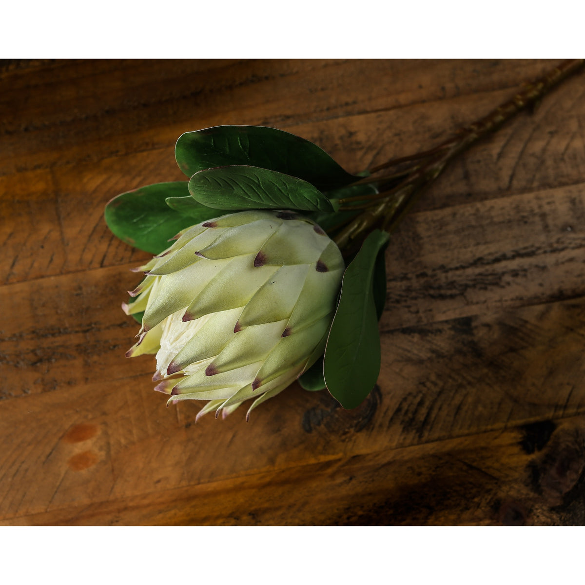 Large White Protea – alternate view 3