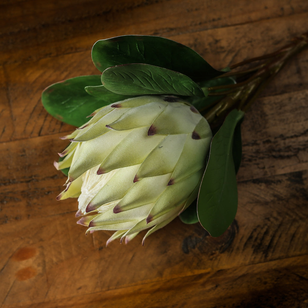 Large White Protea – alternate view 4