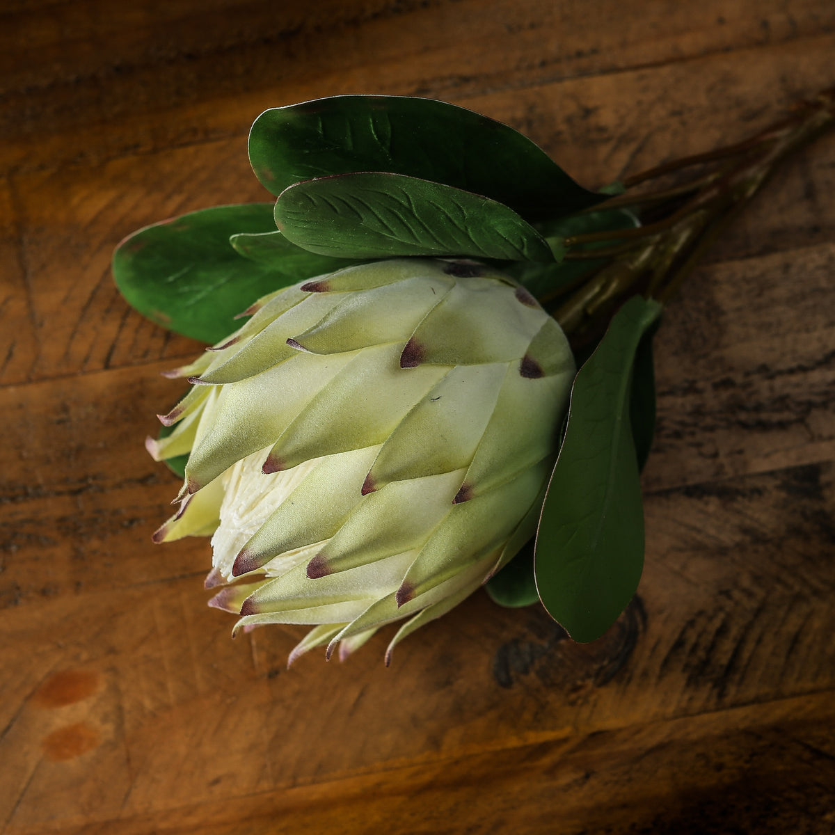 Large White Protea – alternate view 4