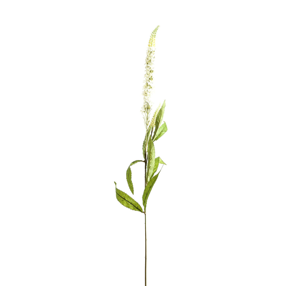 White Veronica Stem – alternate view 2