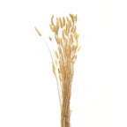 Bouquet Of Tall Bunny Tails – alternate view 2