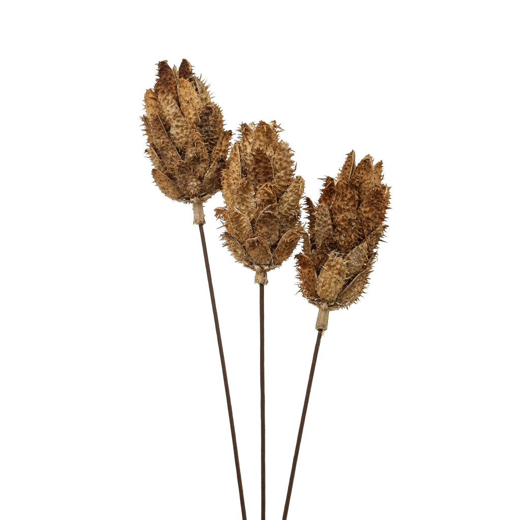 Bouquet Of Dried Protea – alternate view 2
