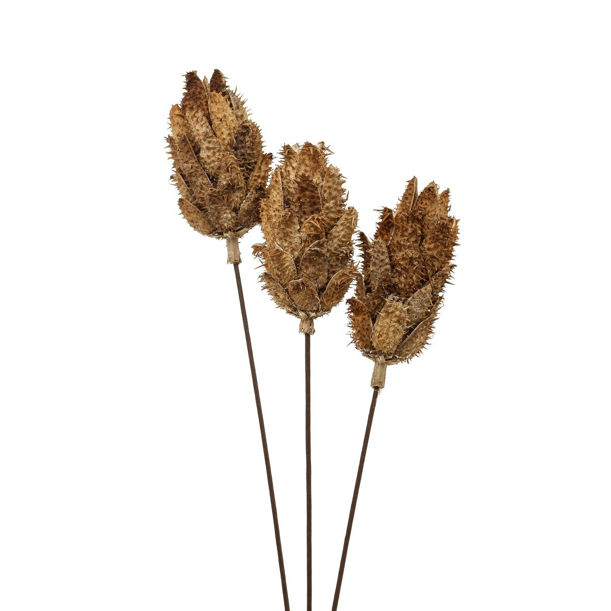 Bouquet Of Dried Protea – alternate view 2