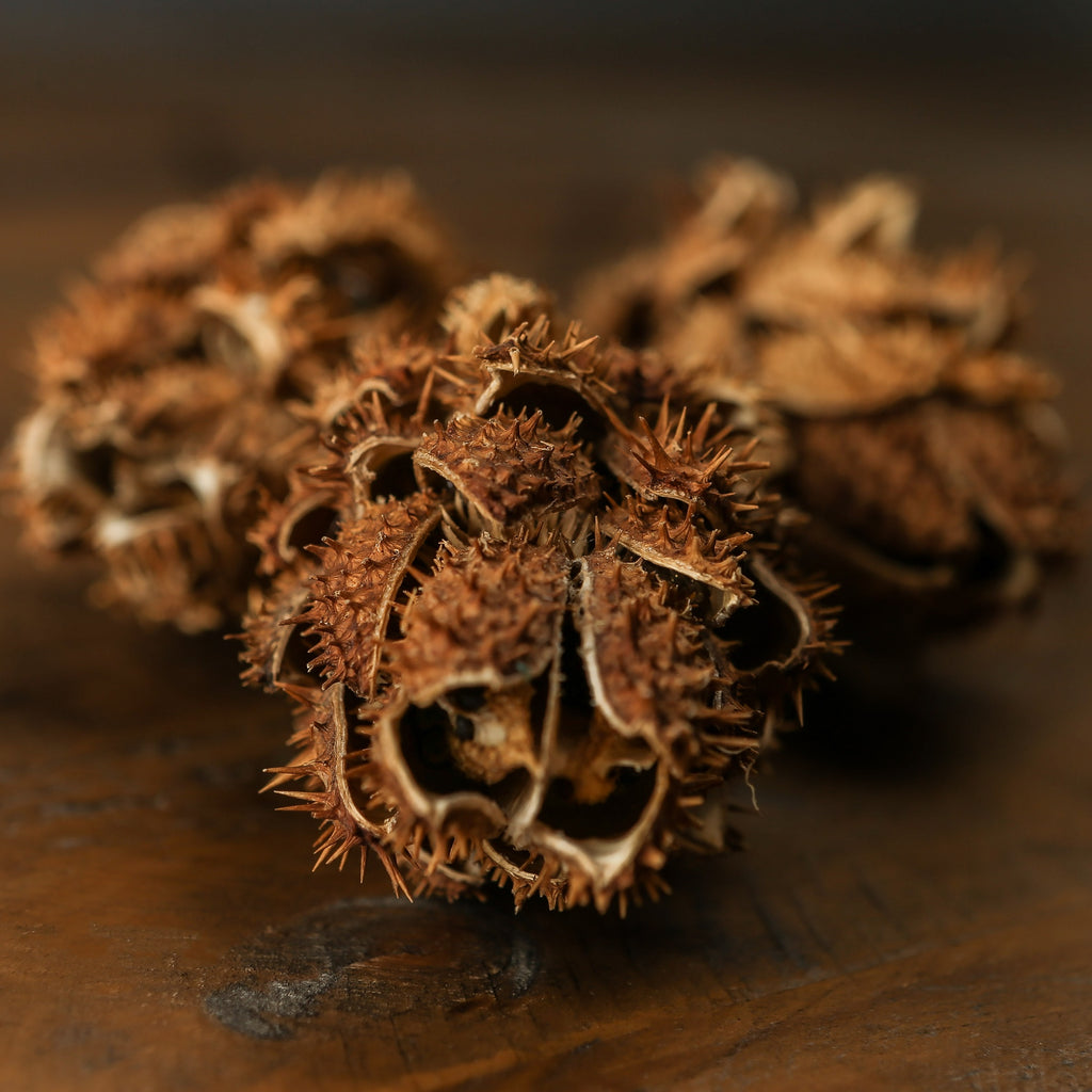Bouquet Of Dried Protea – alternate view 3