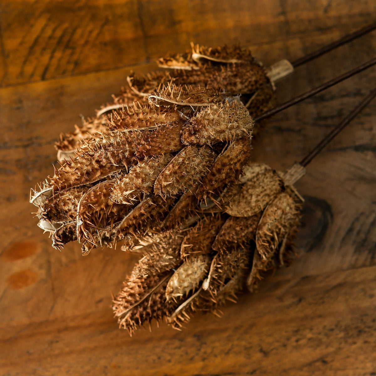 Bouquet Of Dried Protea – alternate view 4