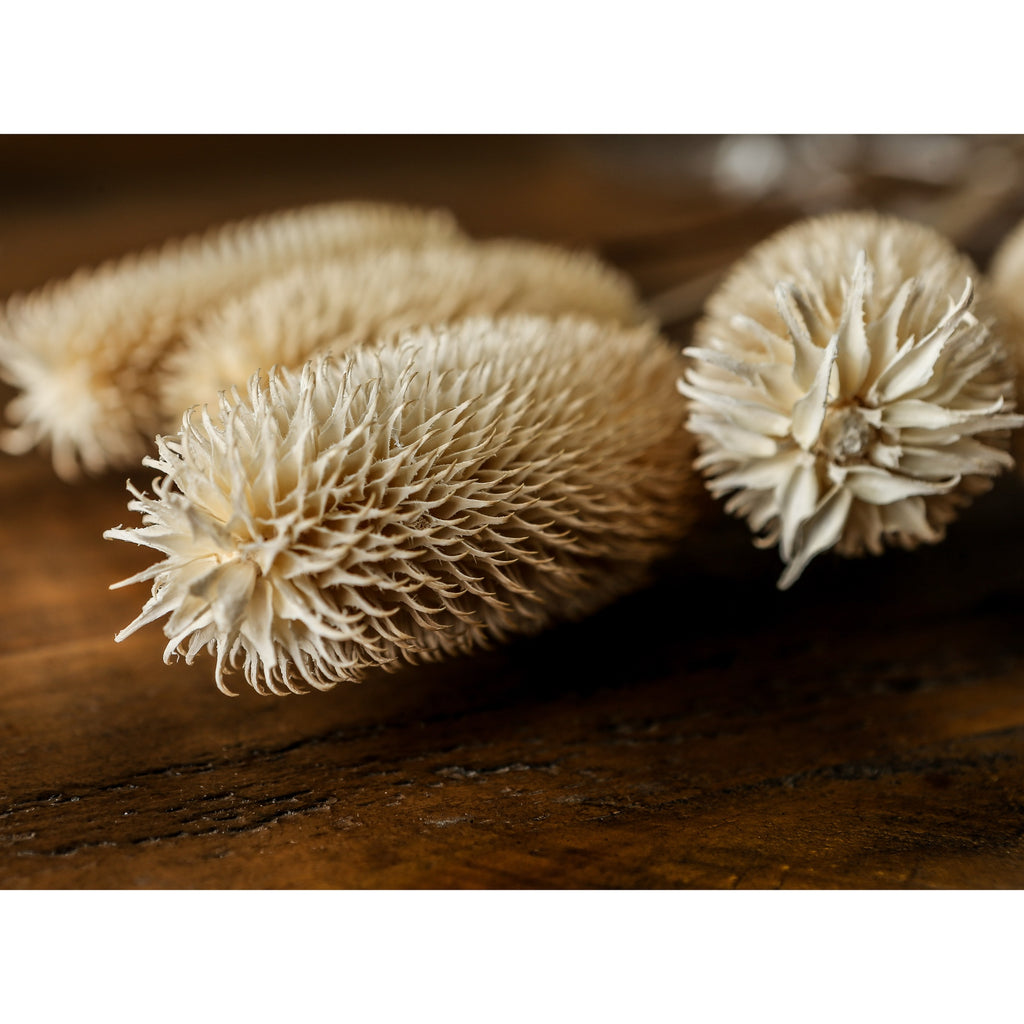 Bouquet Of Dried Tall Thistle – alternate view 2