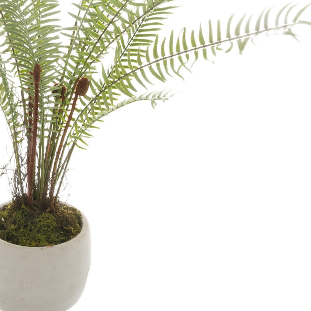 White Potted Boston Fern – alternate view 2