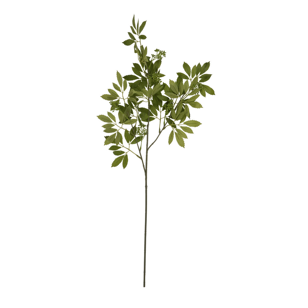 Long Fennel Stem – alternate view 4