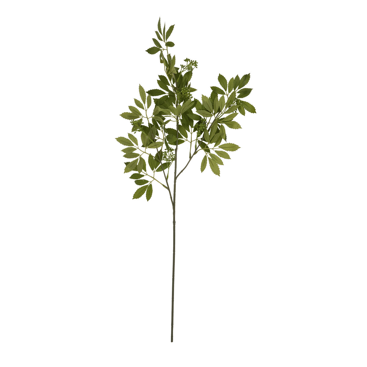 Long Fennel Stem – alternate view 4