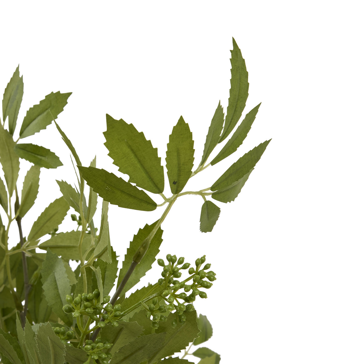 Long Fennel Stem – alternate view 5
