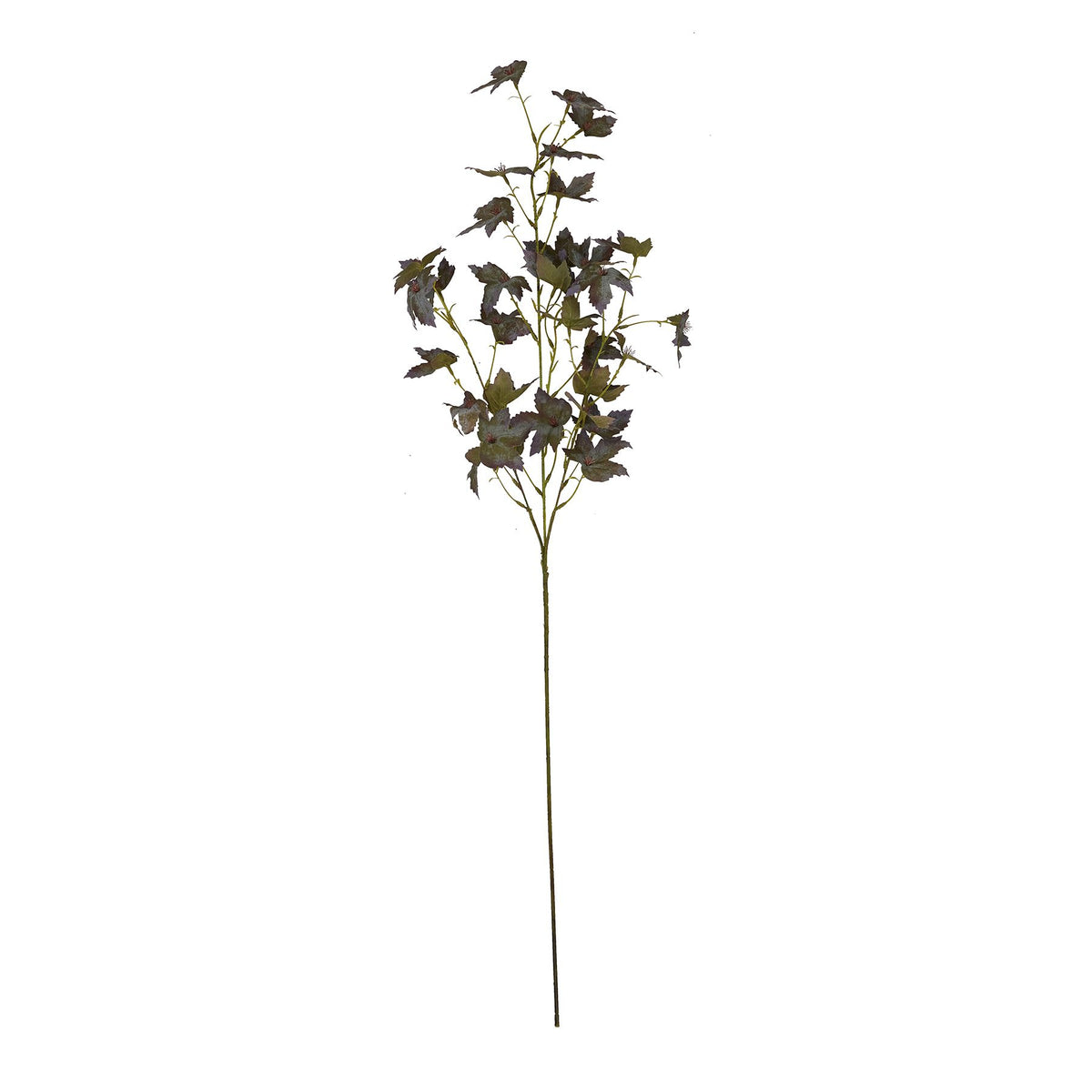Variegated Maple Leaf – alternate view 4