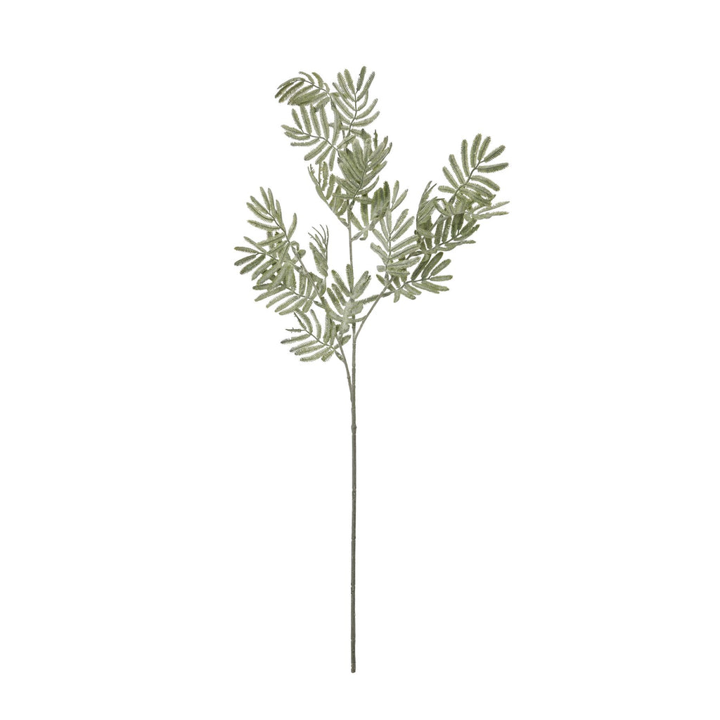 Silver Wattle Leaf – alternate view 4