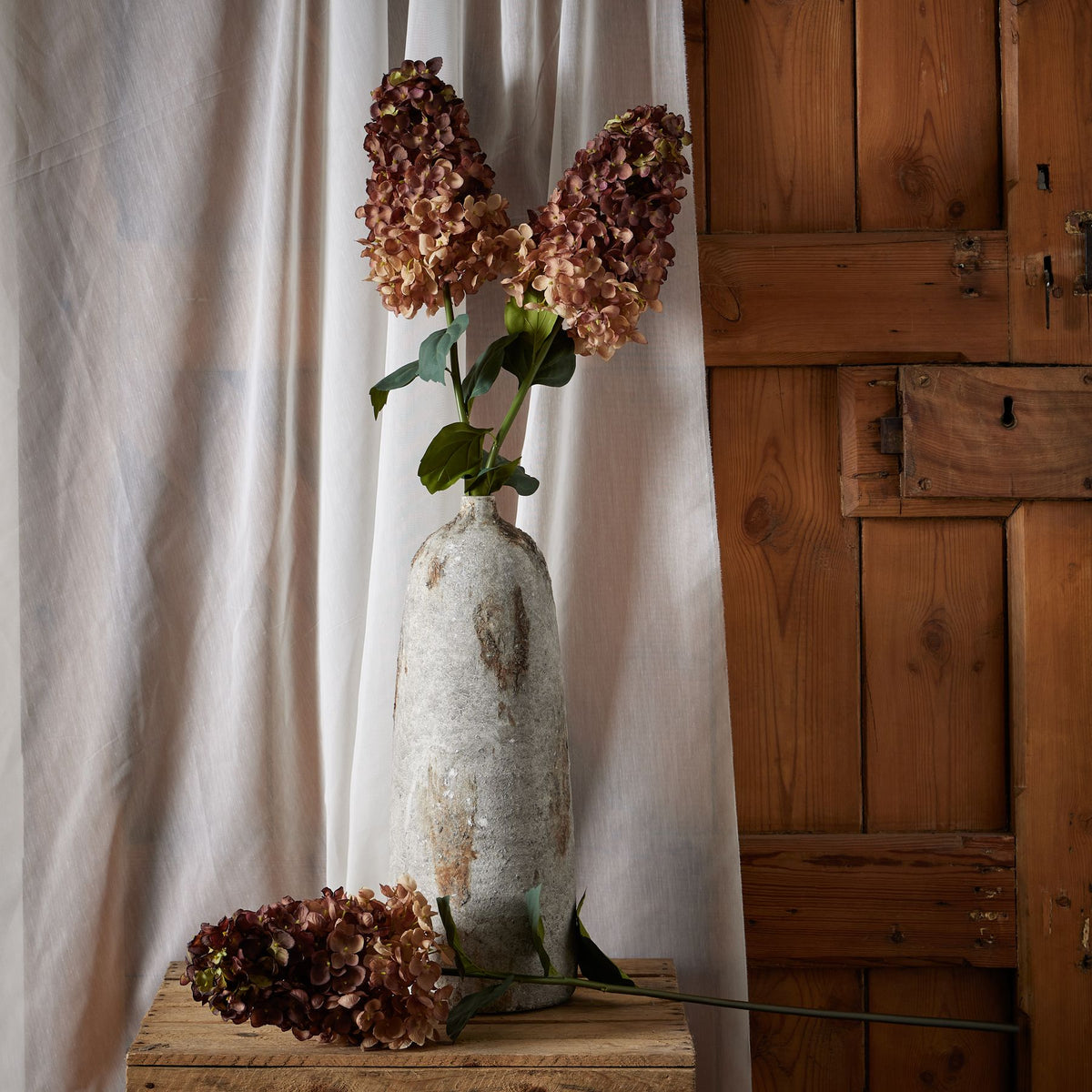 Burgundy Spear Hydrangea – alternate view 3