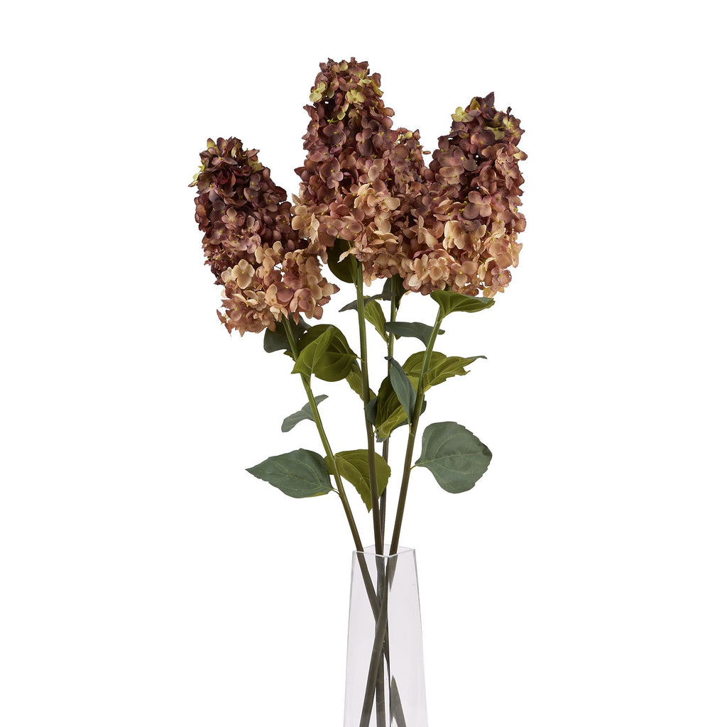 Burgundy Spear Hydrangea – alternate view 5