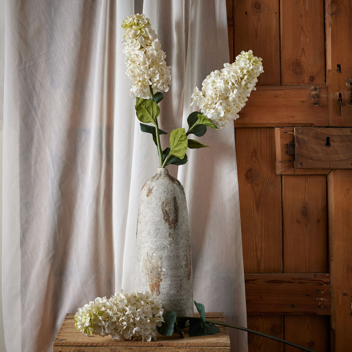 White Spear Hydrangea – alternate view 3