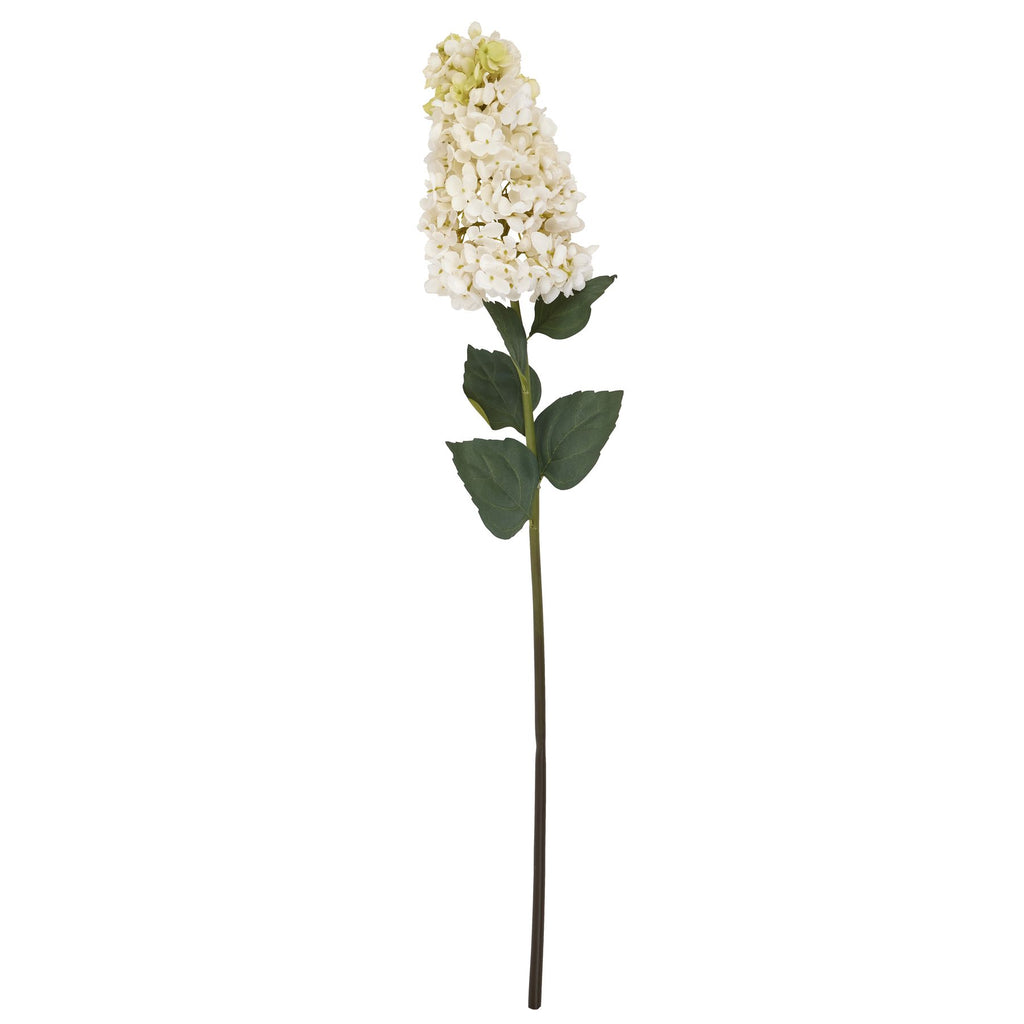White Spear Hydrangea – alternate view 4