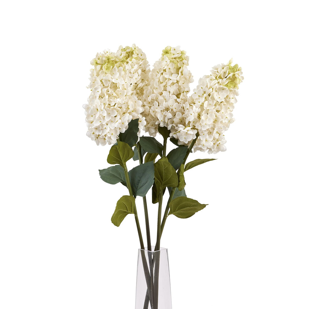 White Spear Hydrangea – alternate view 5