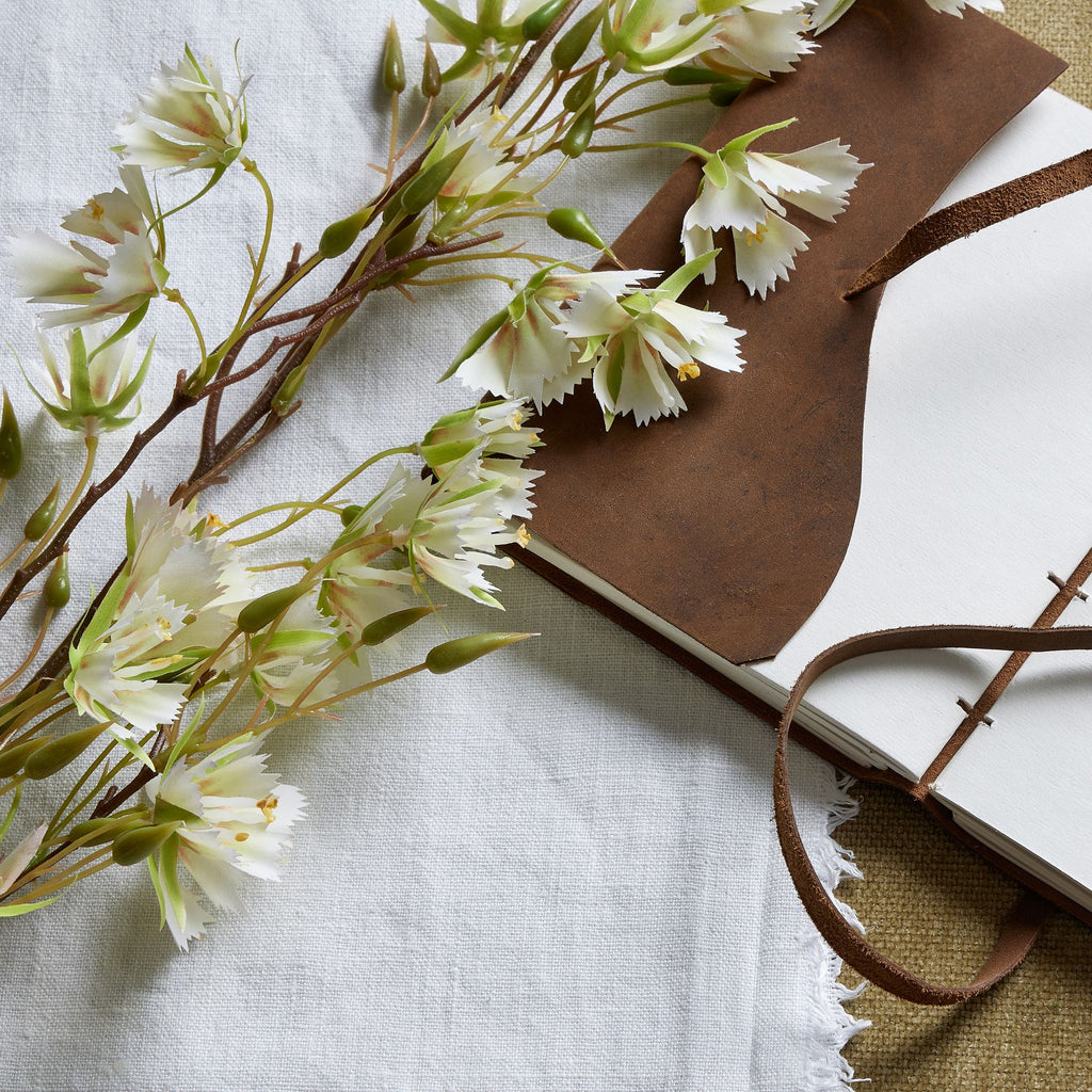 Elaeocarpus Stem – alternate view 2