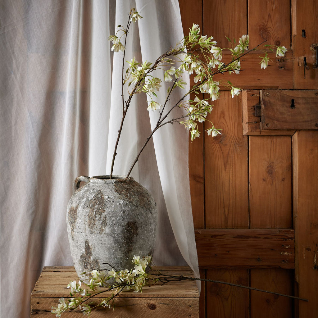Elaeocarpus Stem – alternate view 3