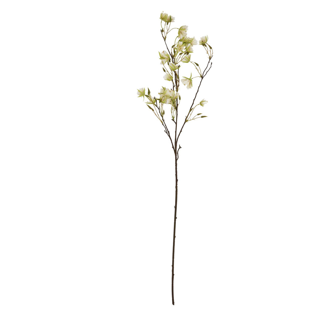 Elaeocarpus Stem – alternate view 4