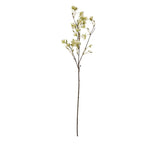 Elaeocarpus Stem – alternate view 4