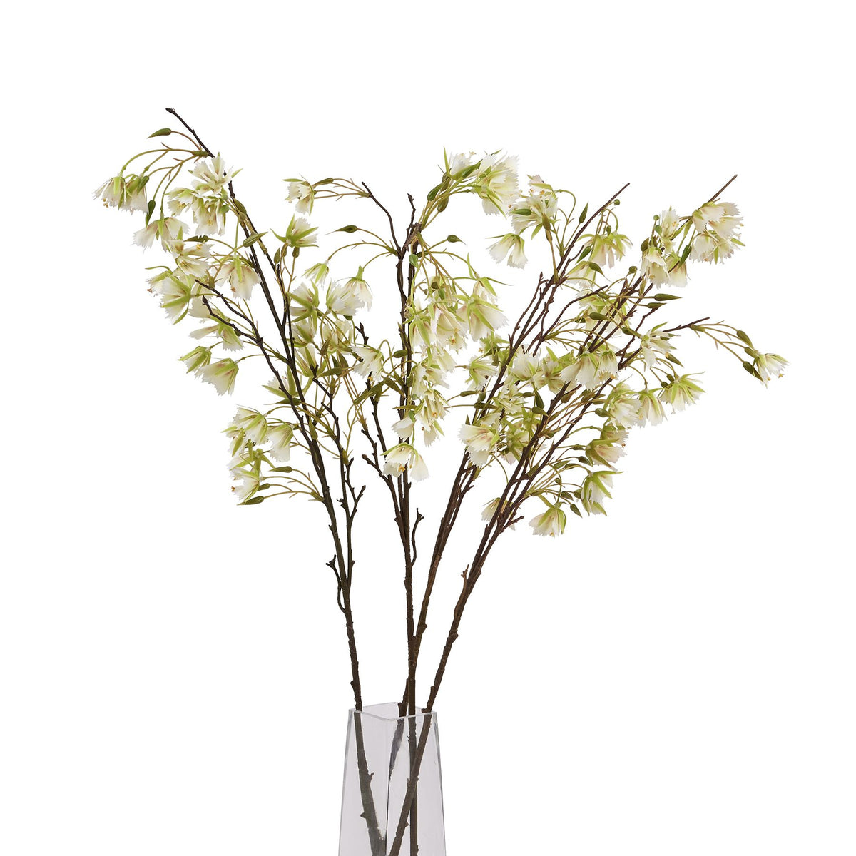 Elaeocarpus Stem – alternate view 5
