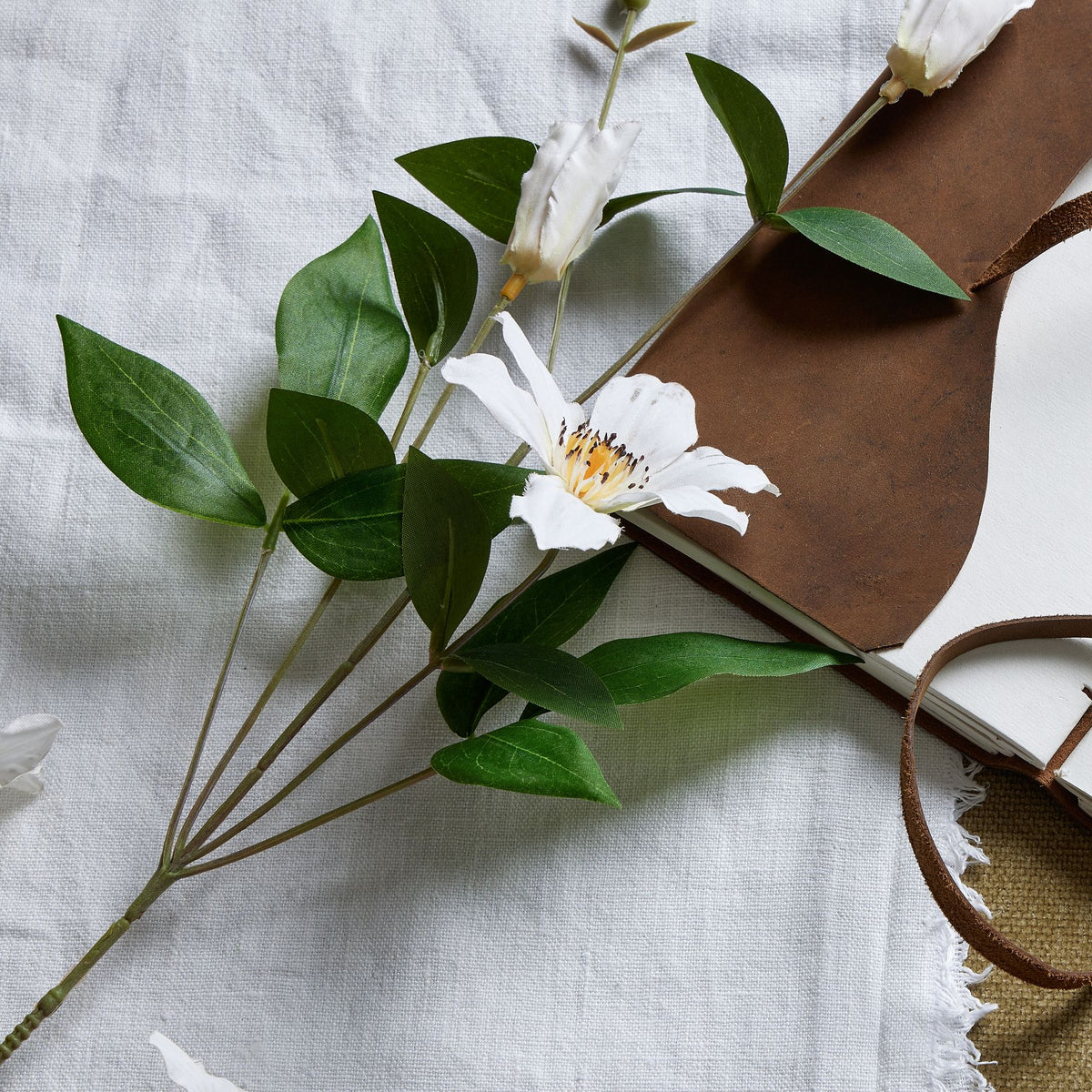 White Florida Clematis – alternate view 2