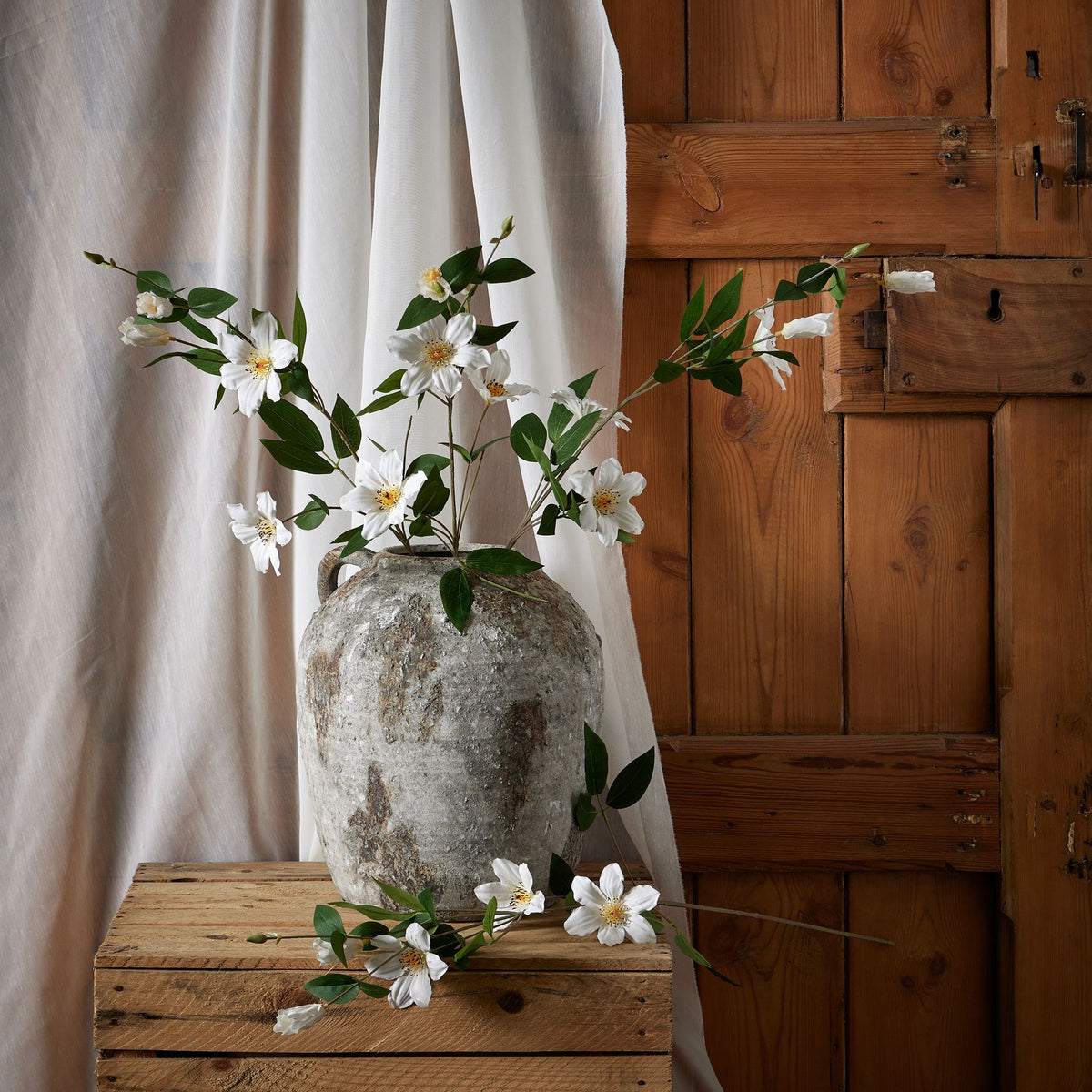 White Florida Clematis – alternate view 3