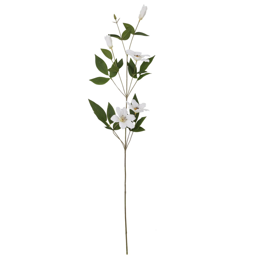 White Florida Clematis – alternate view 4