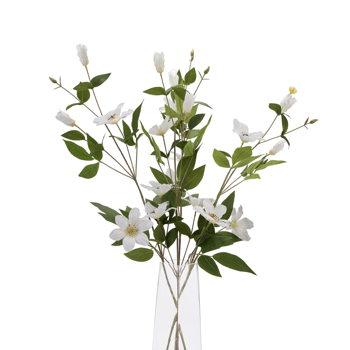 White Florida Clematis – alternate view 5